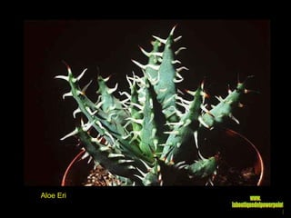 Aloe Eri www. laboutiquedelpowerpoint. com 