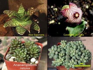 Aloe Saponaria Caralluma_europea www. laboutiquedelpowerpoint. com 