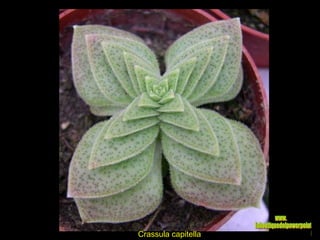 Crassula capitella www. laboutiquedelpowerpoint. com 