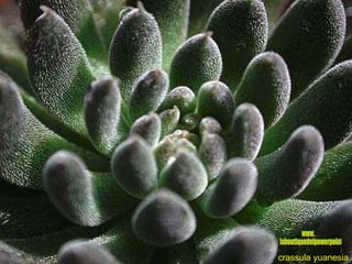 crassula yuanesia www. laboutiquedelpowerpoint. com 