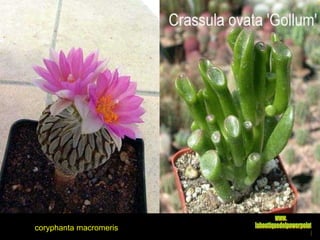 coryphanta macromeris www. laboutiquedelpowerpoint. com 