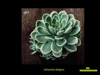 echeveria elegans www. laboutiquedelpowerpoint. com 