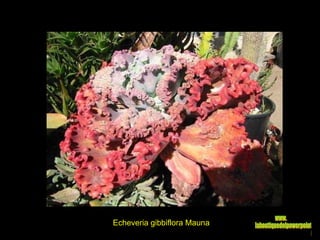 Echeveria gibbiflora Mauna www. laboutiquedelpowerpoint. com 