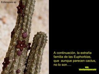 Echinopsis sp . A continuación, la extraña familia de las Euphorbias,  que  aunque parecen cactus, no lo son…. www. laboutiquedelpowerpoint. com 