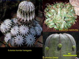 Euforbia horrida Variegada Euphorbia meloformis Euphorbia Obesa www. laboutiquedelpowerpoint. com 