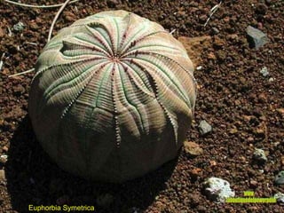 Euphorbia Symetrica www. laboutiquedelpowerpoint. com 