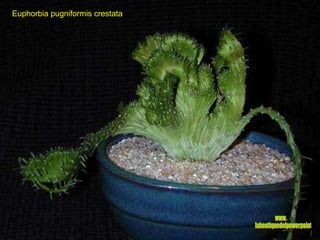 Euphorbia pugniformis crestata www. laboutiquedelpowerpoint. com 