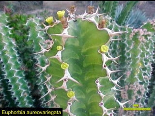 Euphorbia aureovariegata www. laboutiquedelpowerpoint. com 
