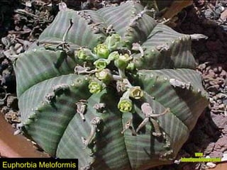 Euphorbia Meloformis www. laboutiquedelpowerpoint. com 