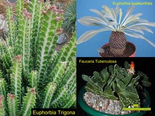 Euphorbia bupleurifolia Euphorbia Trigona Faucaria Tuberculosa www. laboutiquedelpowerpoint. com 