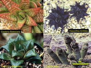 Gasteria Batesiana Haworthia limifolia Haworthia Reticulata hoodia russi www. laboutiquedelpowerpoint. com 