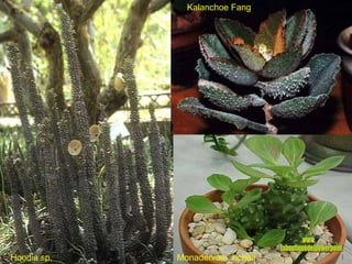 Hoodia sp. Kalanchoe Fang Monadenium_richeii www. laboutiquedelpowerpoint. com 