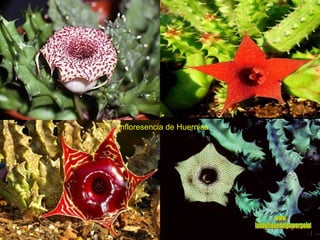 Infloresencia de Huernias www. laboutiquedelpowerpoint. com 