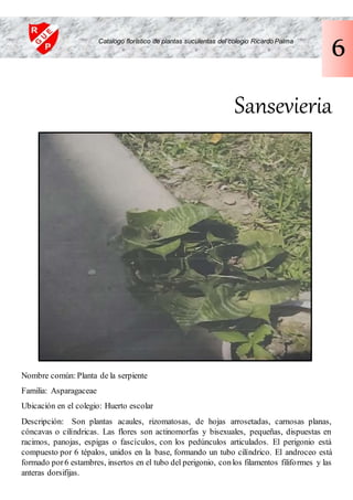 Sansevieria
Nombre común: Planta de la serpiente
Familia: Asparagaceae
Ubicación en el colegio: Huerto escolar
Descripción: Son plantas acaules, rizomatosas, de hojas arrosetadas, carnosas planas,
cóncavas o cilíndricas. Las flores son actinomorfas y bisexuales, pequeñas, dispuestas en
racimos, panojas, espigas o fascículos, con los pedúnculos articulados. El perigonio está
compuesto por 6 tépalos, unidos en la base, formando un tubo cilíndrico. El androceo está
formado por6 estambres, insertos en el tubo del perigonio, conlos filamentos filiformes y las
anteras dorsifijas.
Catalogo florístico de plantas suculentas del colegio Ricardo Palma
6
 