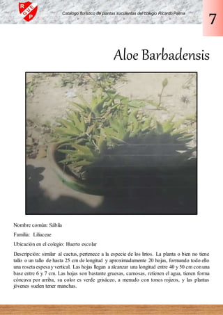 Aloe Barbadensis
Nombre común: Sábila
Familia: Liliaceae
Ubicación en el colegio: Huerto escolar
Descripción: similar al cactus, pertenece a la especie de los lirios. La planta o bien no tiene
tallo o un tallo de hasta 25 cm de longitud y aproximadamente 20 hojas, formando todo ello
una roseta espesay vertical. Las hojas llegan a alcanzar una longitud entre 40 y 50 cm conuna
base entre 6 y 7 cm. Las hojas son bastante gruesas, carnosas, retienen el agua, tienen forma
cóncava por arriba, su color es verde grisáceo, a menudo con tonos rojizos, y las plantas
jóvenes suelen tener manchas.
Catalogo florístico de plantas suculentas del colegio Ricardo Palma
7
 