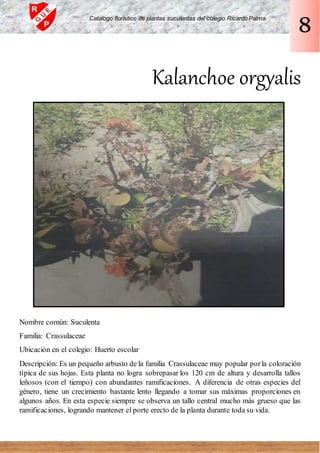 Kalanchoe orgyalis
Nombre común: Suculenta
Familia: Crassulaceae
Ubicación en el colegio: Huerto escolar
Descripción: Es un pequeño arbusto de la familia Crassulaceae muy popular porla coloración
típica de sus hojas. Esta planta no logra sobrepasar los 120 cm de altura y desarrolla tallos
leñosos (con el tiempo) con abundantes ramificaciones. A diferencia de otras especies del
género, tiene un crecimiento bastante lento llegando a tomar sus máximas proporciones en
algunos años. En esta especie siempre se observa un tallo central mucho más grueso que las
ramificaciones, logrando mantener el porte erecto de la planta durante toda su vida.
Catalogo florístico de plantas suculentas del colegio Ricardo Palma
8
 