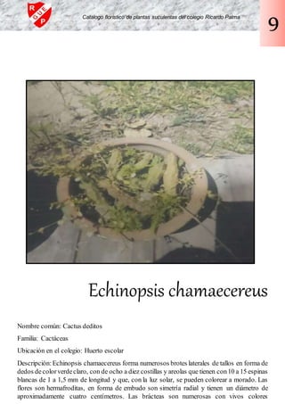 Echinopsis chamaecereus
Nombre común: Cactus deditos
Familia: Cactáceas
Ubicación en el colegio: Huerto escolar
Descripción: Echinopsis chamaecereus forma numerosos brotes laterales de tallos en forma de
dedos decolorverdeclaro, con de ocho a diez costillas y areolas que tienen con10 a 15 espinas
blancas de 1 a 1,5 mm de longitud y que, con la luz solar, se pueden colorear a morado. Las
flores son hermafroditas, en forma de embudo son simetría radial y tienen un diámetro de
aproximadamente cuatro centímetros. Las brácteas son numerosas con vivos colores
Catalogo florístico de plantas suculentas del colegio Ricardo Palma
9
 