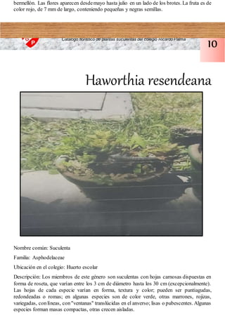 bermellón. Las flores aparecen desdemayo hasta julio en un lado de los brotes. La fruta es de
color rojo, de 7 mm de largo, conteniendo pequeñas y negras semillas.
Haworthia resendeana
Nombre común: Suculenta
Familia: Asphodelaceae
Ubicación en el colegio: Huerto escolar
Descripción: Los miembros de este género son suculentas con hojas carnosas dispuestas en
forma de roseta, que varían entre los 3 cm de diámetro hasta los 30 cm (excepcionalmente).
Las hojas de cada especie varían en forma, textura y color; pueden ser puntiagudas,
redondeadas o romas; en algunas especies son de color verde, otras marrones, rojizas,
variegadas, conlíneas, con"ventanas" translúcidas en el anverso; lisas o pubescentes. Algunas
especies forman masas compactas, otras crecen aisladas.
Catalogo florístico de plantas suculentas del colegio Ricardo Palma
10
 