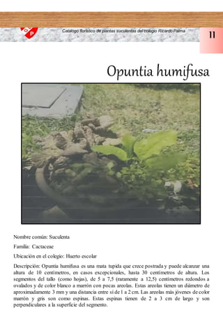 Opuntia humifusa
Nombre común: Suculenta
Familia: Cactaceae
Ubicación en el colegio: Huerto escolar
Descripción: Opuntia humifusa es una mata tupida que crece postrada y puede alcanzar una
altura de 10 centímetros, en casos excepcionales, hasta 30 centímetros de altura. Los
segmentos del tallo (como hojas), de 5 a 7,5 (raramente a 12,5) centímetros redondos a
ovalados y de color blanco a marrón con pocas areolas. Estas areolas tienen un diámetro de
aproximadamente 3 mm y una distancia entre sí de1 a 2 cm. Las areolas más jóvenes de color
marrón y gris son como espinas. Estas espinas tienen de 2 a 3 cm de largo y son
perpendiculares a la superficie del segmento.
Catalogo florístico de plantas suculentas del colegio Ricardo Palma
11
 