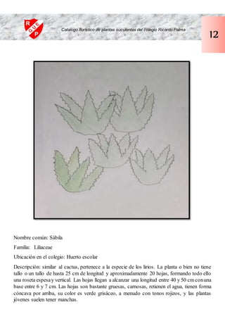 Nombre común: Sábila
Familia: Liliaceae
Ubicación en el colegio: Huerto escolar
Descripción: similar al cactus, pertenece a la especie de los lirios. La planta o bien no tiene
tallo o un tallo de hasta 25 cm de longitud y aproximadamente 20 hojas, formando todo ello
una roseta espesay vertical. Las hojas llegan a alcanzar una longitud entre 40 y 50 cm conuna
base entre 6 y 7 cm. Las hojas son bastante gruesas, carnosas, retienen el agua, tienen forma
cóncava por arriba, su color es verde grisáceo, a menudo con tonos rojizos, y las plantas
jóvenes suelen tener manchas.
Catalogo florístico de plantas suculentas del colegio Ricardo Palma
12
 