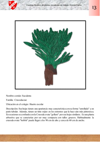 Nombre común: Suculenta
Familia: Crassulaceae
Ubicación en el colegio: Huerto escolar
Descripción: Sus hojas tienen una apariencia muy característica consu forma "enrollada" y en
parte tubular. Además, tienen un tinte rojizo en los extremos que la hace aún más pintoresca.
En ocasiones seconfundeconla Crassula ovata "gollum" porsus hojas similares. Es una planta
arbustiva que se caracteriza por ser muy compacta con tallos gruesos. Habitualmente la
crassula ovata "hobbit" puede llegar a los 90 cm de alto y cerca de 60 cm de ancho.
Catalogo florístico de plantas suculentas del colegio Ricardo Palma
13
 