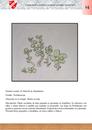 Nombre común: El Árbol de la Abundancia
Familia: Portulacaceae
Ubicación en el colegio: Huerto escolar
Descripción: Planta suculenta de hoja pequeña se encuentra en Sudáfrica. Es arbustiva con
tallos y ramas leñosos a medida que aumenta su desarrollo. Las hojas de Portulacaria son
gordas y carnosas conun contorno redondeado. Estánde dos en dos enfrentadas en cadanudo.
Presenta flores pequeñas y estrelladas, en tonos cálidos y blanco.
Catalogo florístico de plantas suculentas del colegio Ricardo Palma
14
 