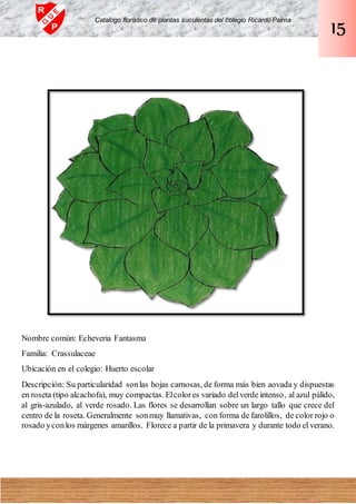 Nombre común: Echeveria Fantasma
Familia: Crassulaceae
Ubicación en el colegio: Huerto escolar
Descripción: Su particularidad sonlas hojas carnosas, de forma más bien aovada y dispuestas
en roseta (tipo alcachofa), muy compactas. Elcolores variado delverde intenso, al azul pálido,
al gris-azulado, al verde rosado. Las flores se desarrollan sobre un largo tallo que crece del
centro de la roseta. Generalmente sonmuy llamativas, con forma de farolillos, de color rojo o
rosado yconlos márgenes amarillos. Florece a partir de la primavera y durante todo el verano.
Catalogo florístico de plantas suculentas del colegio Ricardo Palma
15
 