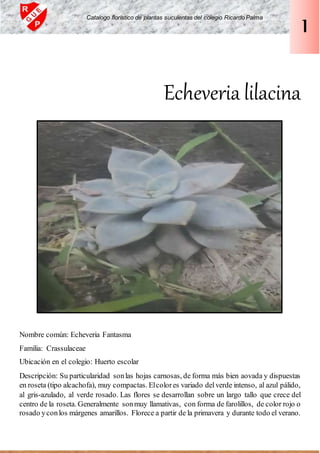 Echeveria lilacina
Nombre común: Echeveria Fantasma
Familia: Crassulaceae
Ubicación en el colegio: Huerto escolar
Descripción: Su particularidad sonlas hojas carnosas, de forma más bien aovada y dispuestas
en roseta (tipo alcachofa), muy compactas. Elcolores variado delverde intenso, al azul pálido,
al gris-azulado, al verde rosado. Las flores se desarrollan sobre un largo tallo que crece del
centro de la roseta. Generalmente sonmuy llamativas, con forma de farolillos, de color rojo o
rosado yconlos márgenes amarillos. Florece a partir de la primavera y durante todo el verano.
Catalogo florístico de plantas suculentas del colegio Ricardo Palma
1
 