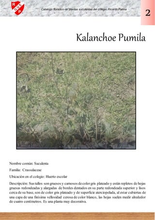 Kalanchoe Pumila
Nombre común: Suculenta
Familia: Crassulaceae
Ubicación en el colegio: Huerto escolar
Descripción: Sus tallos son gruesos y carnosos decolorgris plateado y están repletos de hojas
gruesas redondeadas y alargadas de bordes dentados en su parte redondeada superior y lisos
cerca de su base, son de color gris plateado y de superficie aterciopelada, al estar cubiertas de
una capa de una finísima vellosidad cerosa de color blanco, las hojas suelen medir alrededor
de cuatro centímetros. Es una planta muy decorativa.
Catalogo florístico de plantas suculentas del colegio Ricardo Palma
2
 