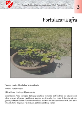 Portulacariaafra
Nombre común: El Árbol de la Abundancia
Familia: Portulacaceae
Ubicación en el colegio: Huerto escolar
Descripción: Planta suculenta de hoja pequeña se encuentra en Sudáfrica. Es arbustiva con
tallos y ramas leñosos a medida que aumenta su desarrollo. Las hojas de Portulacaria son
gordas y carnosas conun contorno redondeado. Estánde dos en dos enfrentadas en cadanudo.
Presenta flores pequeñas y estrelladas, en tonos cálidos y blanco.
Catalogo florístico de plantas suculentas del colegio Ricardo Palma
3
 