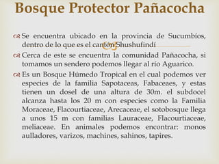
 Se encuentra ubicado en la provincia de Sucumbíos,
dentro de lo que es el cantón Shushufindí
 Cerca de este se encuentra la comunidad Pañacocha, si
tomamos un sendero podemos llegar al río Aguarico.
 Es un Bosque Húmedo Tropical en el cual podemos ver
especies de la familia Sapotaceas, Fabaceaes, y estas
tienen un dosel de una altura de 30m. el subdocel
alcanza hasta los 20 m con especies como la Familia
Moraceae, Flacourtiaceae, Arecaceae, el sotobosque llega
a unos 15 m con familias Lauraceae, Flacourtiaceae,
meliaceae. En animales podemos encontrar: monos
aulladores, varizos, machines, sahinos, tapires.
Bosque Protector Pañacocha
 