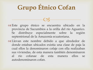 
 Este grupo étnico se encuentra ubicado en la
provincia de Sucumbíos a la orilla del río Aguarico.
Se distribuye especialmente sobre la región
septentrional de la Amazonía ecuatoriana.
 Llevan este nombre debido a que alrededor de
donde estaban ubicados existía una clase de paja la
cual ellos la denominaron cofaje con ella realizaban
sus viviendas, de esta manera también denominaron
al río cofanae de esta manera ellos se
autodenominaron cofan.
Grupo Étnico Cofan
 