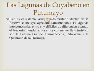  Este es el sistema lacustre más visitado dentro de la
Reserva e incluye aproximadamente unas 14 lagunas
interconectadas entre sí y difíciles de diferenciar cuando
el área está inundada. Los sitios con mayor flujo turístico
son la Laguna Grande, Caimancocha, Patococha y la
Quebrada de la Hormiga.
Las Lagunas de Cuyabeno en
Putumayo
 