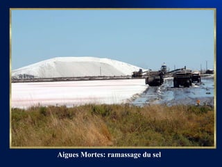 Aigues Mortes: ramassage du sel 