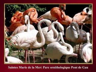 Saintes Marie de la Mer: Parc ornithologique Pont de Gau 