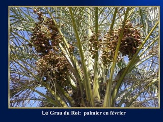 Le  Grau du Roi:  palmier en février 