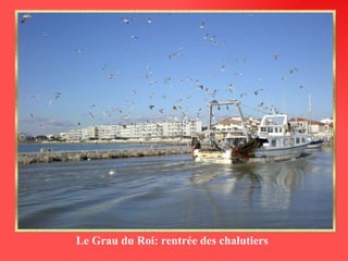 Le Grau du Roi: rentrée des chalutiers 