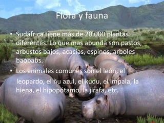 Flora y faunaSudáfrica tiene más de 20.000 plantas diferentes. Lo que mas abunda son pastos, arbustos bajos, acacias, espinos, arboles baobabs.Los animales comunes son el león, el     leopardo, el ñu azul, el kudu, el impala, la hiena, el hipopótamo, la jirafa, etc. 