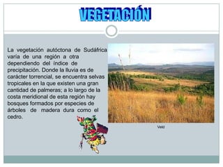 VEGETACIÓNLa  vegetación  autóctona  de  Sudáfrica  varía  de  una  región  a  otra  dependiendo  del  índice  de  precipitación. Donde la lluvia es de carácter torrencial, se encuentra selvas tropicales en la que existen una gran cantidad de palmeras; a lo largo de la costa meridional de esta región hay bosques formados por especies de árboles   de   madera  dura  como  el  cedro.  Veld