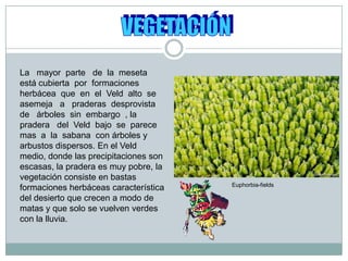 VEGETACIÓNLa   mayor  parte   de  la  meseta  está cubierta  por  formaciones   herbácea  que  en  el  Veld  alto  se  asemeja   a   praderas  desprovista  de   árboles  sin  embargo  , la  pradera   del  Veld  bajo  se  parece  mas  a  la  sabana  con árboles y arbustos dispersos. En el Veld medio, donde las precipitaciones son escasas, la pradera es muy pobre, la vegetación consiste en bastas formaciones herbáceas característica del desierto que crecen a modo de matas y que solo se vuelven verdes con la lluvia. Euphorbia-fields