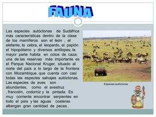 FAUNALas  especies   autóctonas    de  Sudáfrica  más  características  dentro  de  la  clase  de  los  mamíferos   son  el  león  ,  el  elefante, la  cebra, el  leopardo, el  papión   el  hipopótamo  y  diversos  antílopes; la   mayor  parte  habita   en  cotos  de  caza;  una  de las  reservas   más  importante  es  el  Parque  Nacional  Kruger,  situado  al    norte  del  país  a  lo  largo  de  la  frontera  con  Mozambique, que  cuenta  con  casi  todas  las  especies  salvajes  autóctonas.  Las especies  de  aves    son  abundantes,    como   el  avestruz  , francolín,  codorniz y  la   pintada.  Es  muy   corriente  encontrar   serpientes  en  todo  el  país  y las  aguas    costeras  albergan  gran  cantidad  de  peces . Especies autóctonas