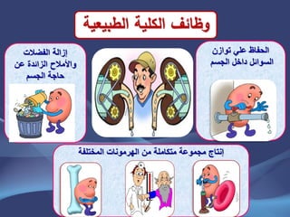 ‫المختلفة‬ ‫الهرمونات‬ ‫من‬ ‫متكاملة‬ ‫مجموعة‬ ‫إنتاج‬
‫الفضالت‬ ‫إزالة‬
‫عن‬ ‫الزائدة‬ ‫واألمالح‬
‫الجسم‬ ‫حاجة‬
‫توازن‬ ً‫عل‬ ‫الحفاظ‬
‫الجسم‬ ‫داخل‬ ‫السوائل‬
‫وظ‬‫ائف‬‫الكمية‬‫الطبيعية‬
 