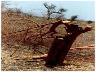 3/26/2015 20SUDAN CLIMATE CHANGE IMPACTS
 