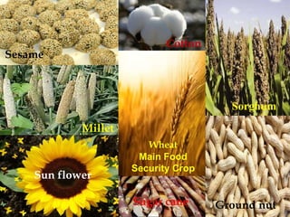 2/12/2015 SUDAN REPORT PRESENTATION 22
Sorghum
Sugar cane Ground nut
Sesame
Cotton
Millet
Sun flower
Wheat
Main Food
Security Crop
 