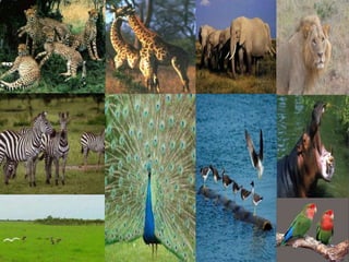 2/12/2015 SUDAN REPORT PRESENTATION 31
 