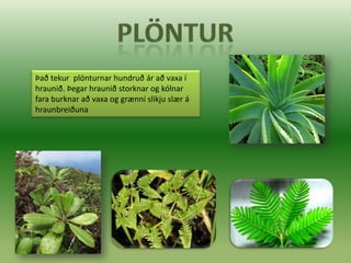 Það tekur plönturnar hundruð ár að vaxa í
hraunið. Þegar hraunið storknar og kólnar
fara burknar að vaxa og grænni slikju slær á
hraunbreiðuna
 