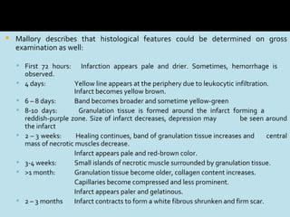    Mallory describes that histological features could be determined on gross
    examination as well:

     First 72 hours:      Infarction appears pale and drier. Sometimes, hemorrhage is
      observed.
     4 days:            Yellow line appears at the periphery due to leukocytic infiltration.
                         Infarct becomes yellow brown.
       6 – 8 days:      Band becomes broader and sometime yellow-green
       8-10 days:         Granulation tissue is formed around the infarct forming a
        reddish-purple zone. Size of infarct decreases, depression may            be seen around
        the infarct
       2 – 3 weeks:      Healing continues, band of granulation tissue increases and       central
        mass of necrotic muscles decrease.
                         Infarct appears pale and red-brown color.
       3-4 weeks:       Small islands of necrotic muscle surrounded by granulation tissue.
       >1 month:        Granulation tissue become older, collagen content increases.
                         Capillaries become compressed and less prominent.
                         Infarct appears paler and gelatinous.
       2 – 3 months     Infarct contracts to form a white fibrous shrunken and firm scar.
 