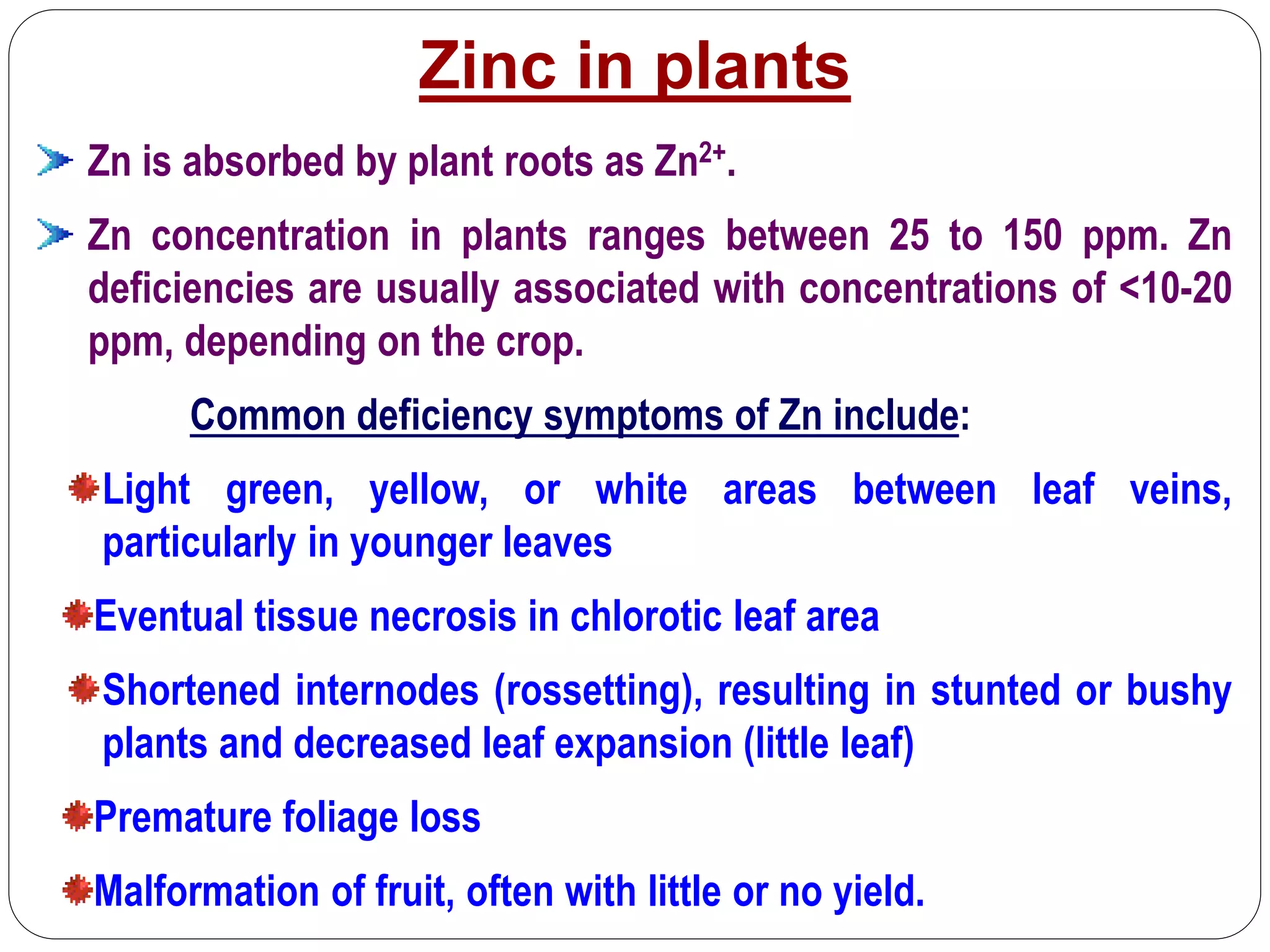 Zinc in plants
Zn is absorbed by plant roots as Zn2+.
Zn concentration in plants ranges between 25 to 150 ppm. Zn
deficiencies are usually associated with concentrations of <10-20
ppm, depending on the crop.
Common deficiency symptoms of Zn include:
Light green, yellow, or white areas between leaf veins,
particularly in younger leaves
Eventual tissue necrosis in chlorotic leaf area
Shortened internodes (rossetting), resulting in stunted or bushy
plants and decreased leaf expansion (little leaf)
Premature foliage loss
Malformation of fruit, often with little or no yield.
 