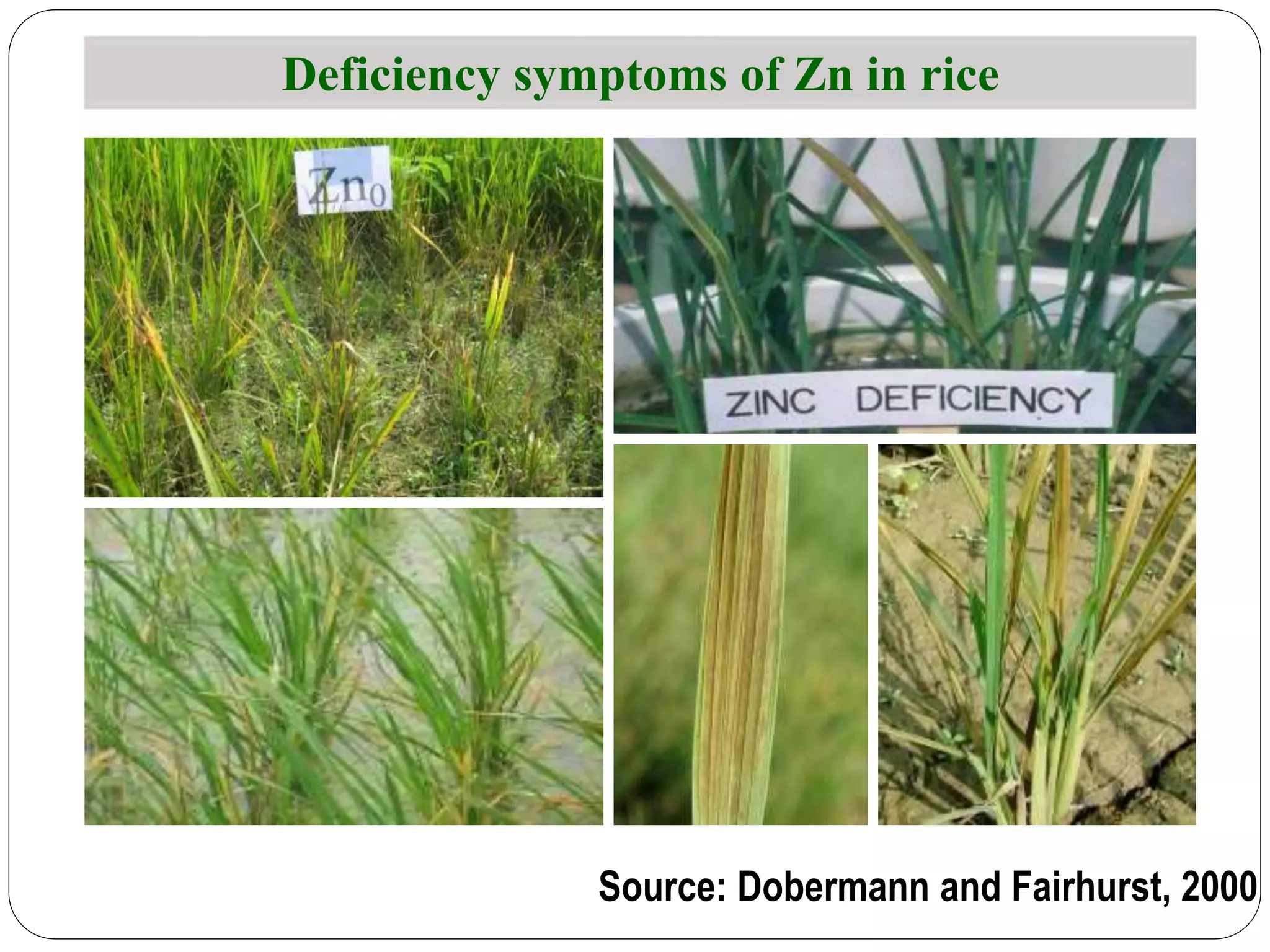 Deficiency symptoms of Zn in rice
Source: Dobermann and Fairhurst, 2000
 