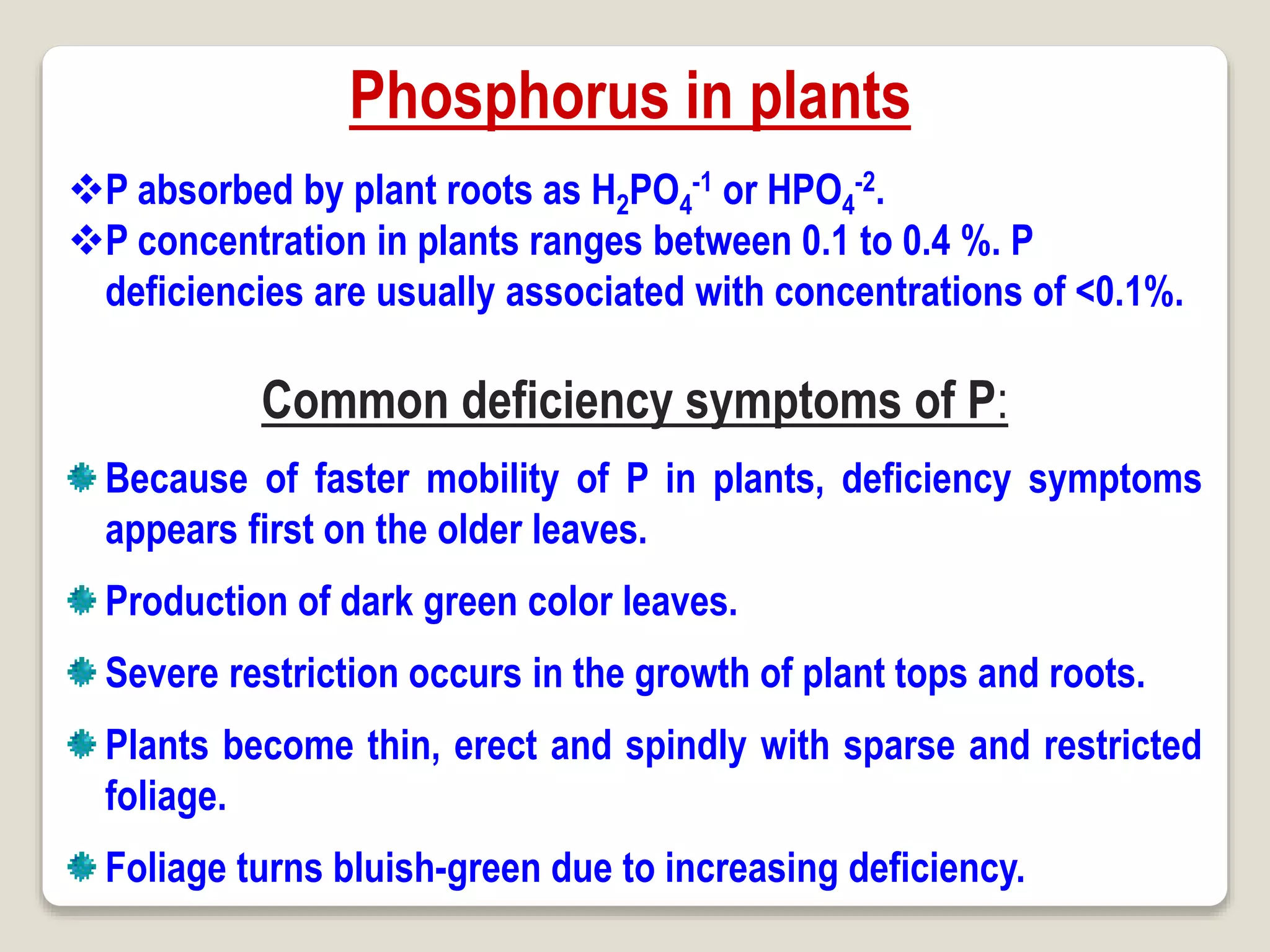 Phosphorus in plants
Common deficiency symptoms of P:
Because of faster mobility of P in plants, deficiency symptoms
appears first on the older leaves.
Production of dark green color leaves.
Severe restriction occurs in the growth of plant tops and roots.
Plants become thin, erect and spindly with sparse and restricted
foliage.
Foliage turns bluish-green due to increasing deficiency.
P absorbed by plant roots as H2PO4
-1 or HPO4
-2.
P concentration in plants ranges between 0.1 to 0.4 %. P
deficiencies are usually associated with concentrations of <0.1%.
 